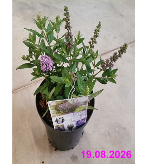 Buddleja dav. 'High Five Purple'® C 2,5 L